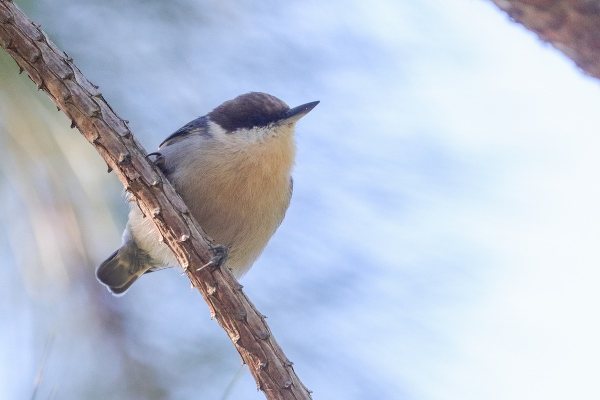 Brown-headed Nuthatch - ML377366051