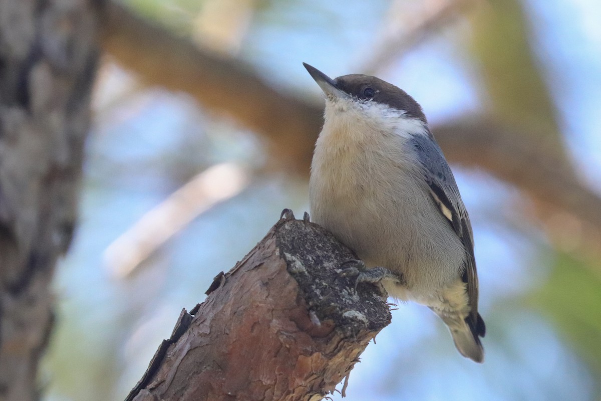 Brown-headed Nuthatch - ML377366081