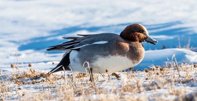 Eurasian Wigeon - Mohit Kumar Ghatak