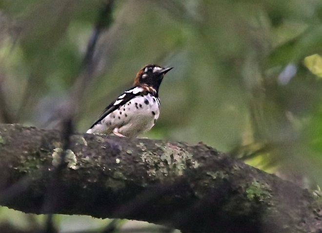 Chestnut-capped Thrush - ML377366841