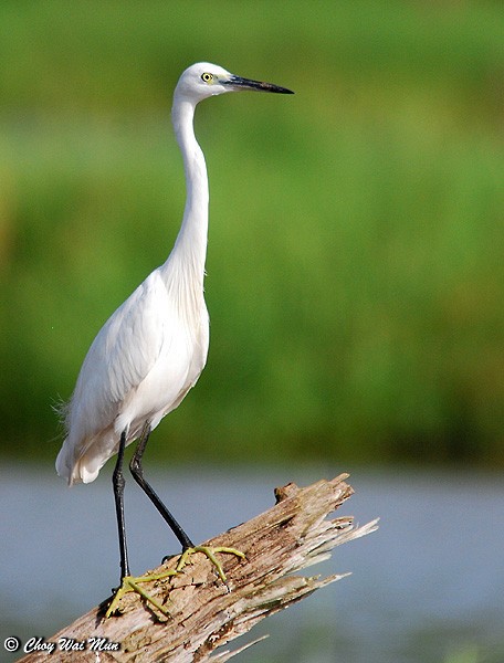 Little Egret (Western) - ML377367041