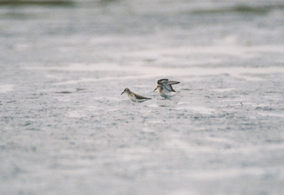 Little Stint - ML37736931