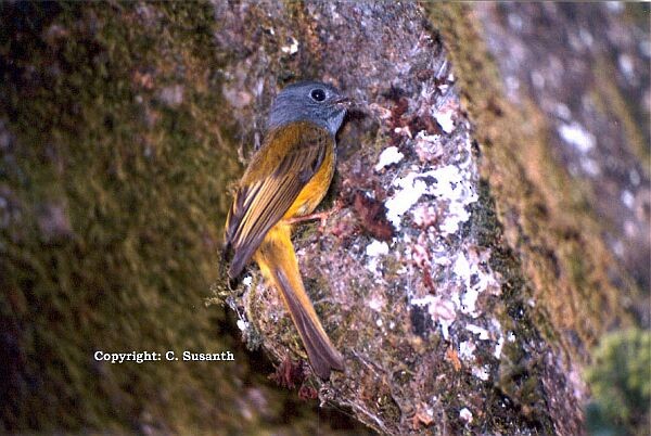 Gray-headed Canary-Flycatcher - ML377370391