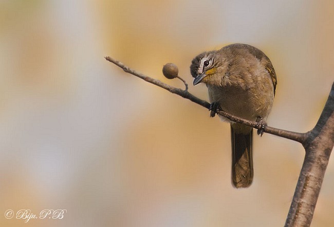 White-browed Bulbul - ML377370751