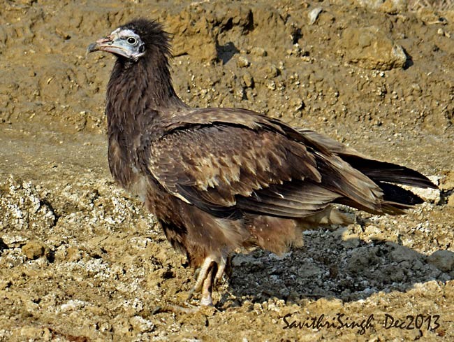 Egyptian Vulture - Savithri Singh