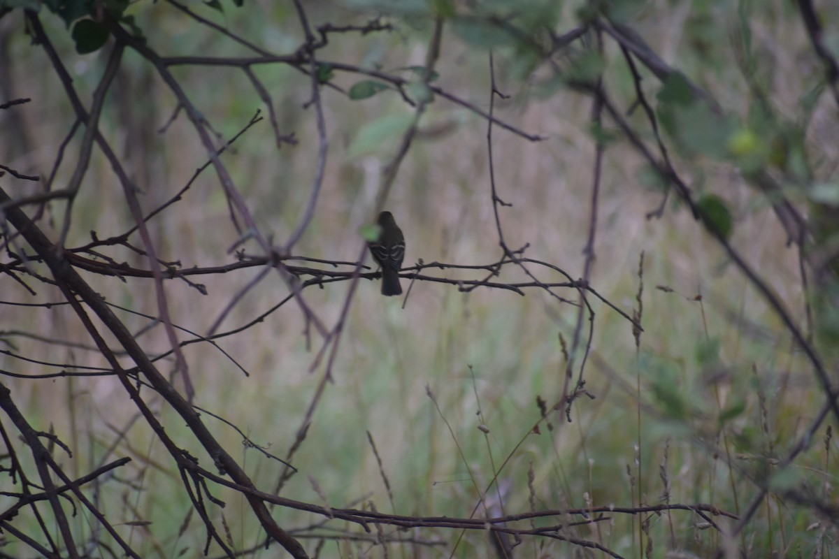 Empidonax sp. - ML377371141