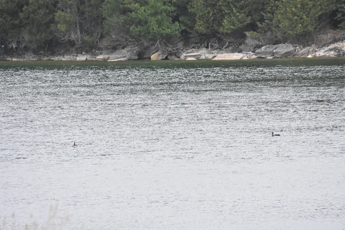 Double-crested Cormorant - ML377371301