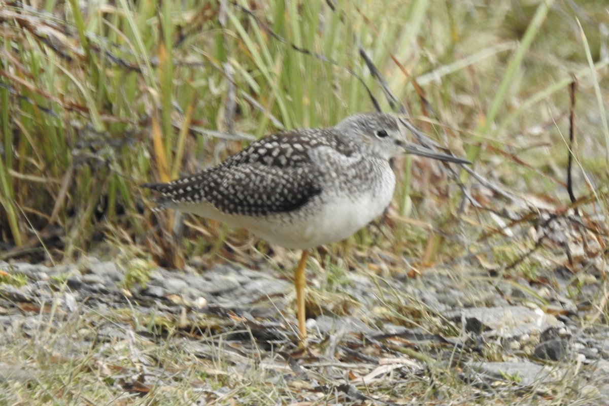 Lesser Yellowlegs - ML377371441