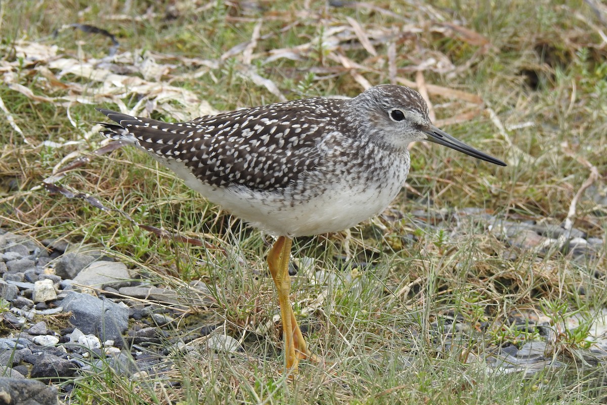 Lesser Yellowlegs - ML377372031