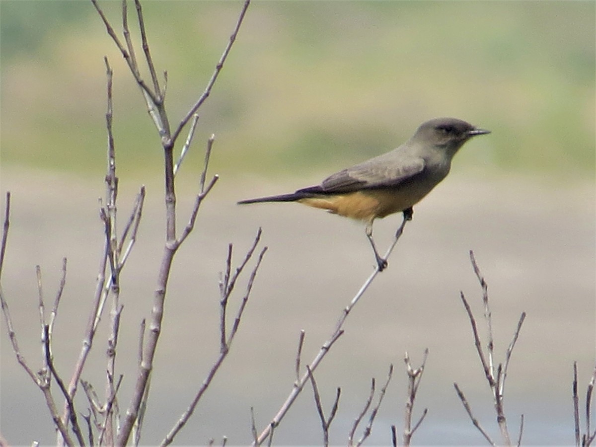 Say's Phoebe - ML377372051