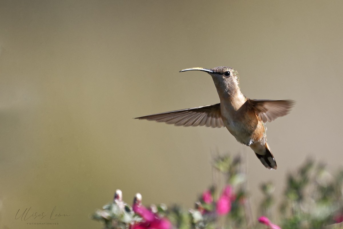 Lucifer Hummingbird - Ulises León Pérez