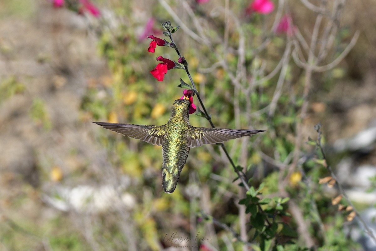 Ruby-throated Hummingbird - Ulises León Pérez