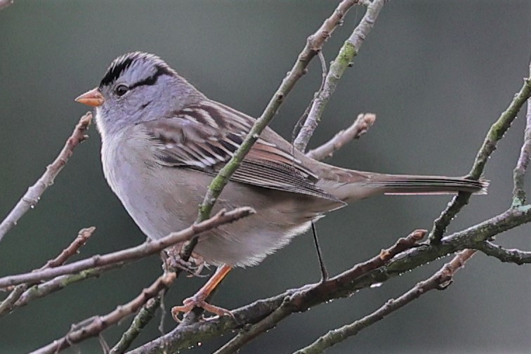 White-crowned Sparrow - Gail DeLalla