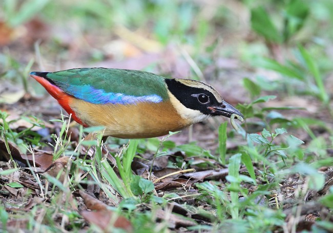 ミナミヤイロチョウ - ML377373881