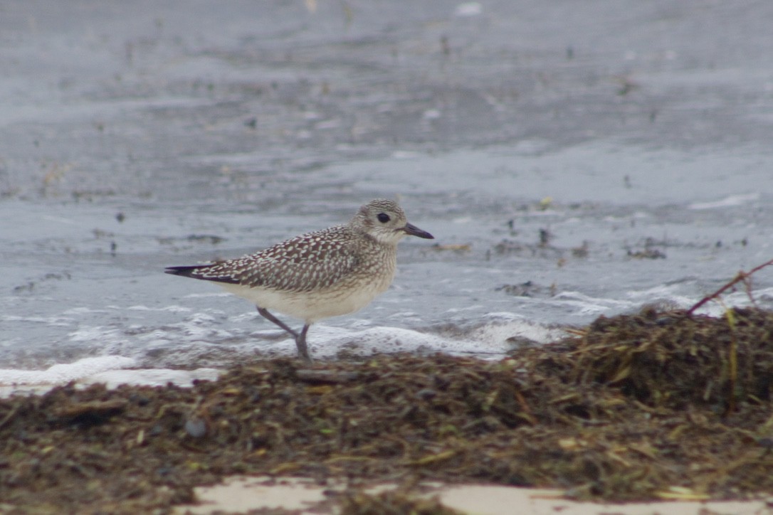 Black-bellied Plover - ML377374291