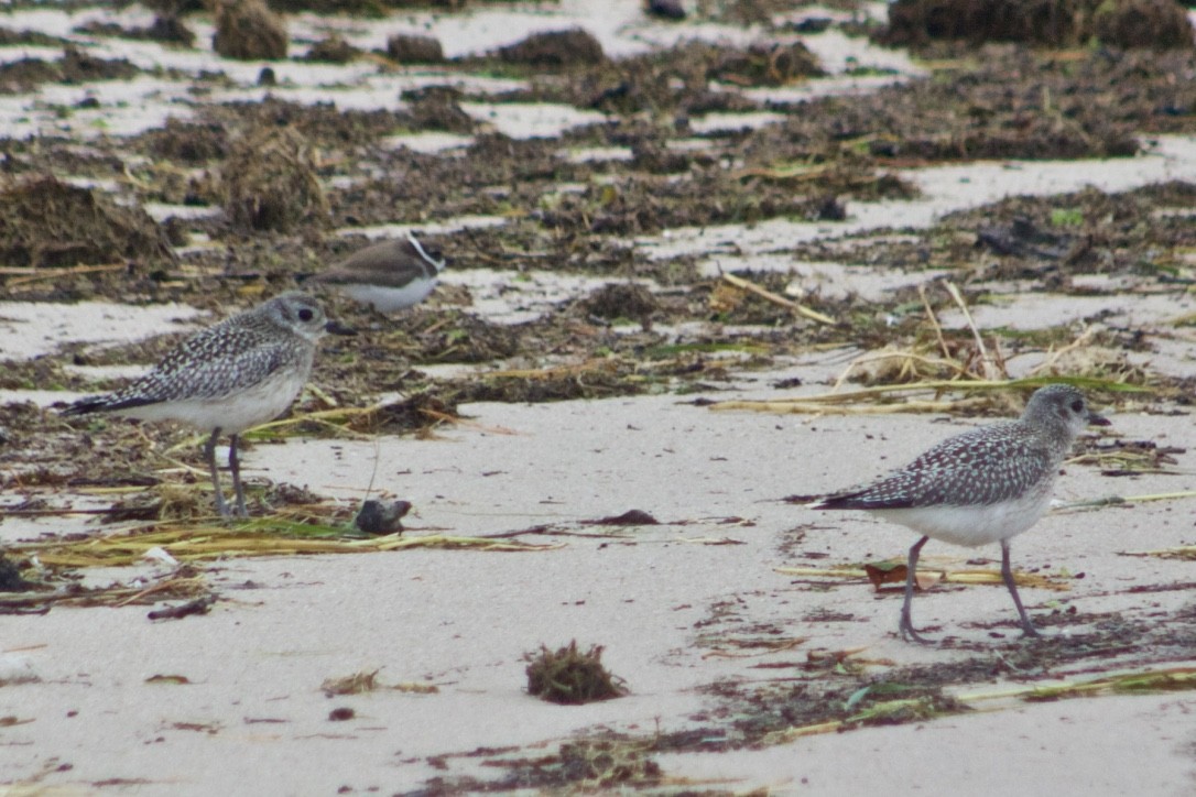 Black-bellied Plover - ML377374311