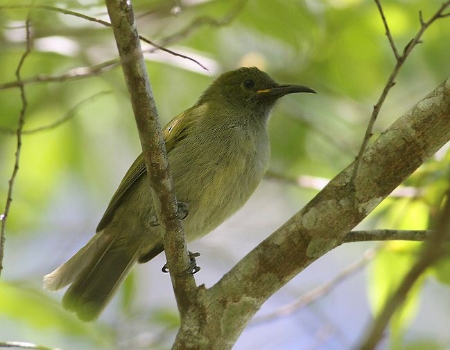 Mielero de Lombok - ML377374421