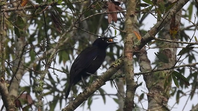 Common Grackle - ML377374551