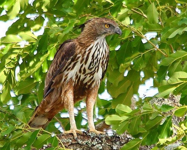 Changeable Hawk-Eagle (Crested) - prosenjit singhadeo