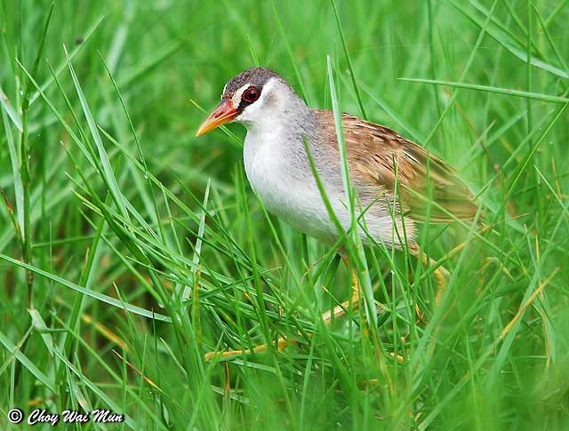 White-browed Crake - ML377375801