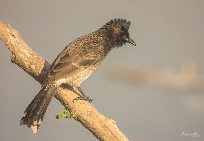Red-vented Bulbul - ML377376101