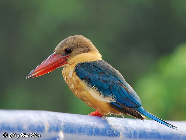 Stork-billed Kingfisher - ML377376991