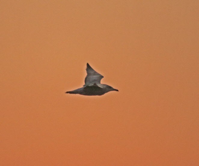 Herring Gull - Jock McCracken