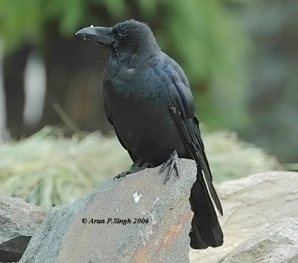 Large-billed Crow (Large-billed) - ML377377631