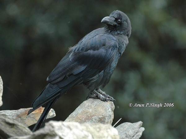 Large-billed Crow (Large-billed) - ML377377651