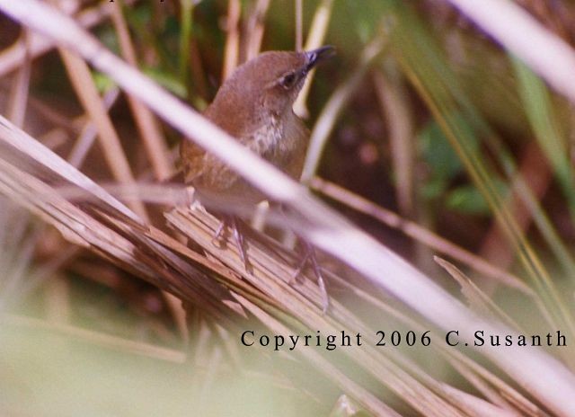 Broad-tailed Grassbird - ML377377661