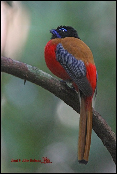 Scarlet-rumped Trogon - ML377378311