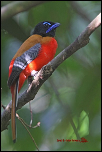 Scarlet-rumped Trogon - ML377378321