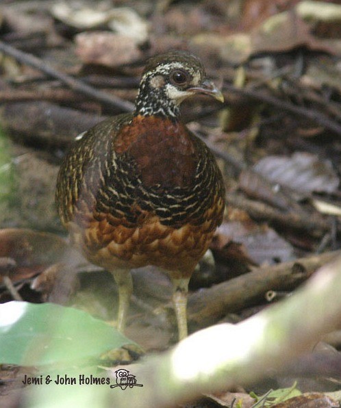 Sabah Partridge - ML377378331