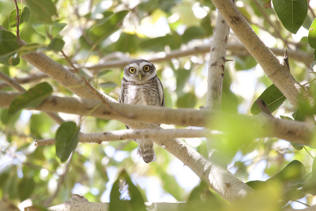 Spotted Owlet - ML377378501
