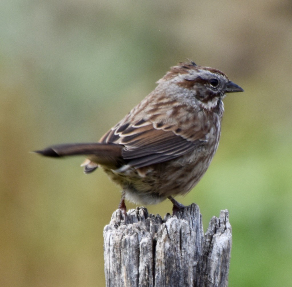 Song Sparrow - ML377378901