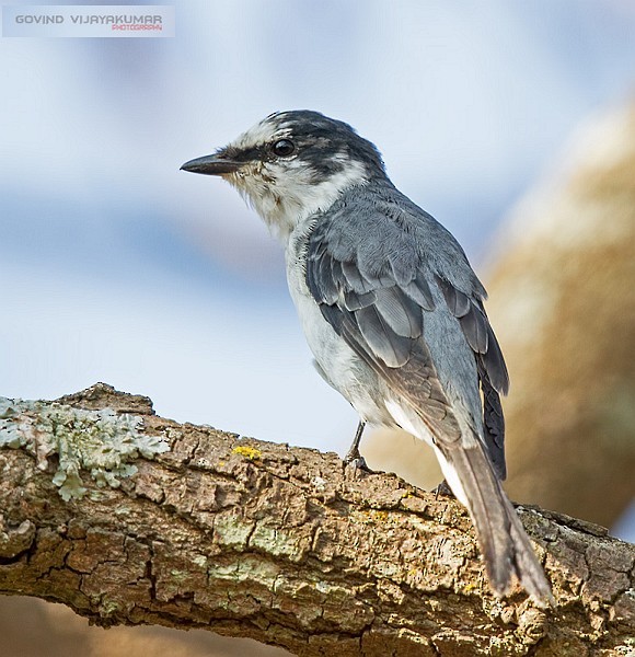 Ashy Minivet - ML377379401