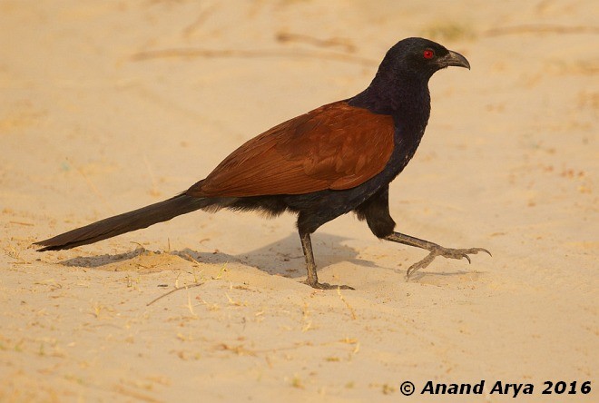 Cucal Chino (grupo sinensis) - ML377379471