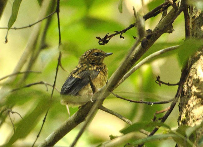 Blue-breasted Blue Flycatcher - ML377379971