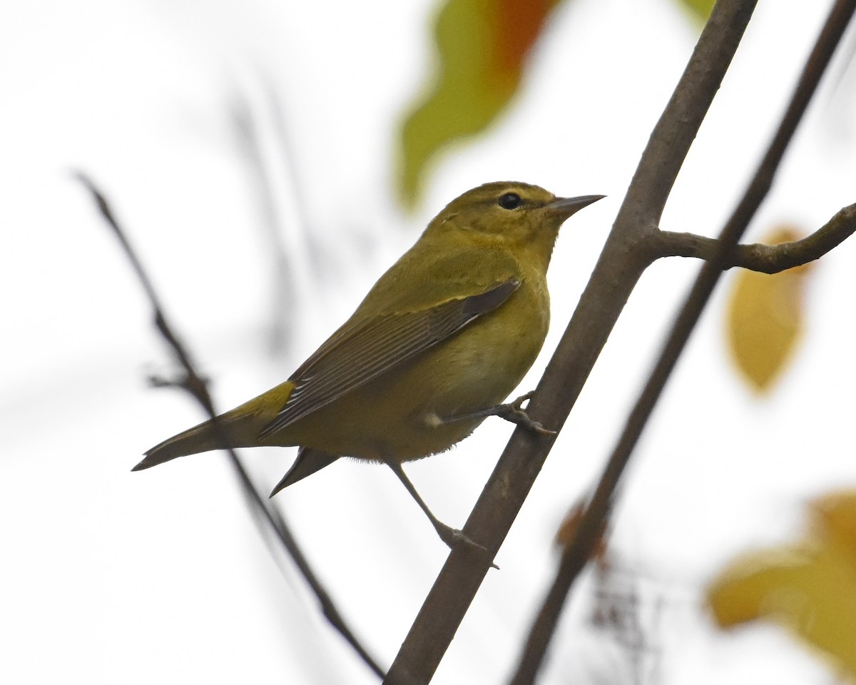 Tennessee Warbler - ML377381351