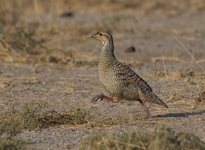 Gray Francolin - ML377381511