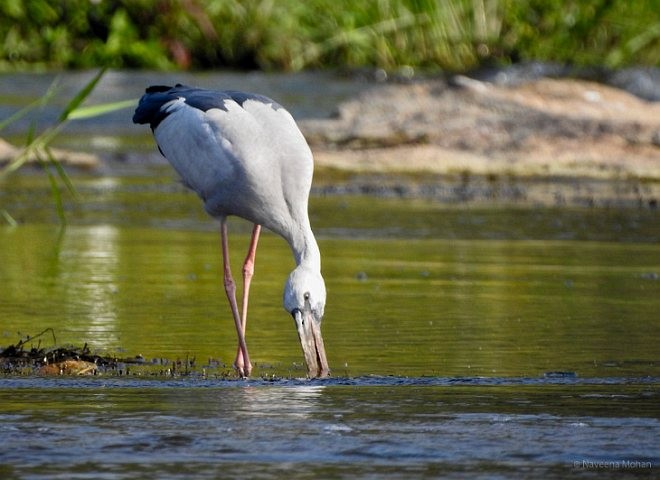 Asian Openbill - ML377382091