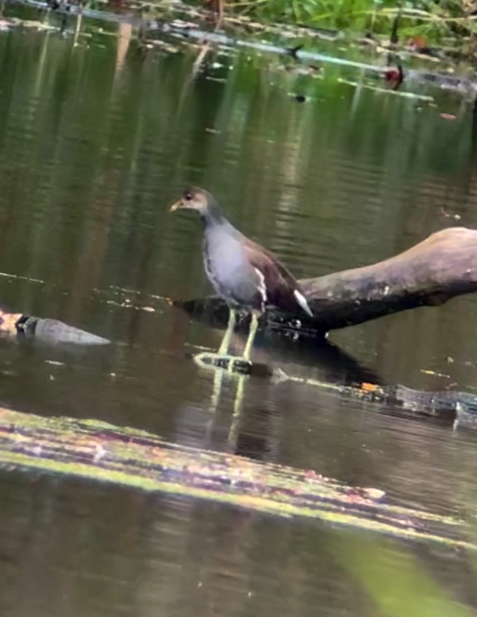 Common Gallinule - DT Bowen 🐦‍⬛🪶