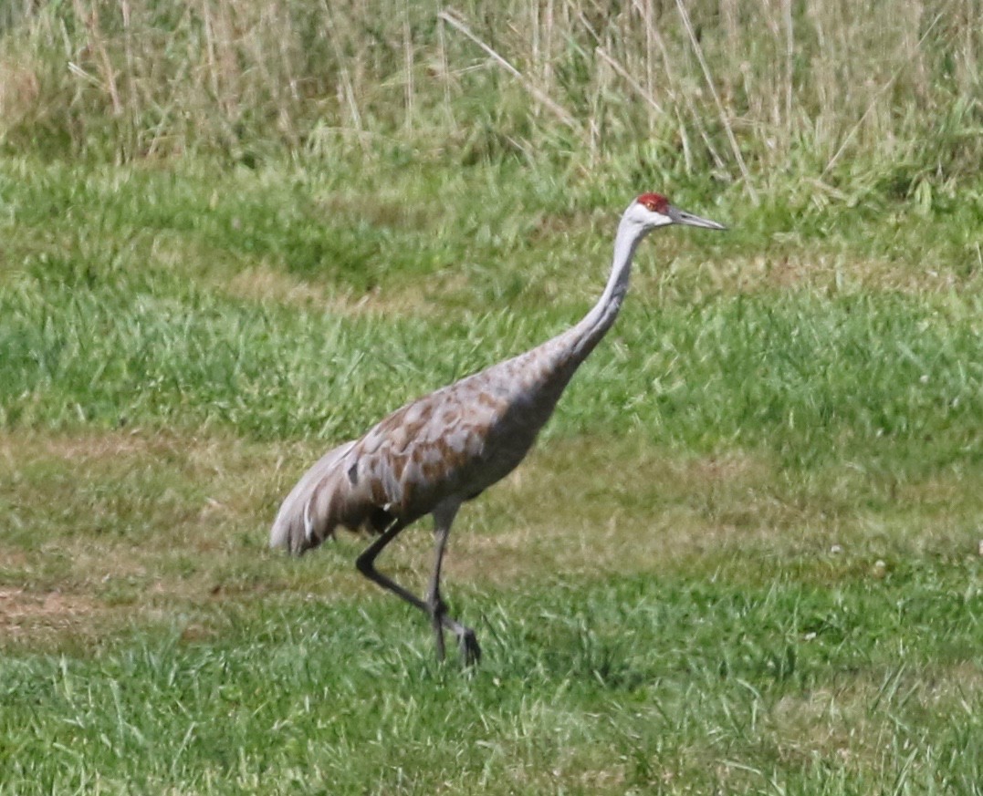 Sandhill Crane - ML377384581