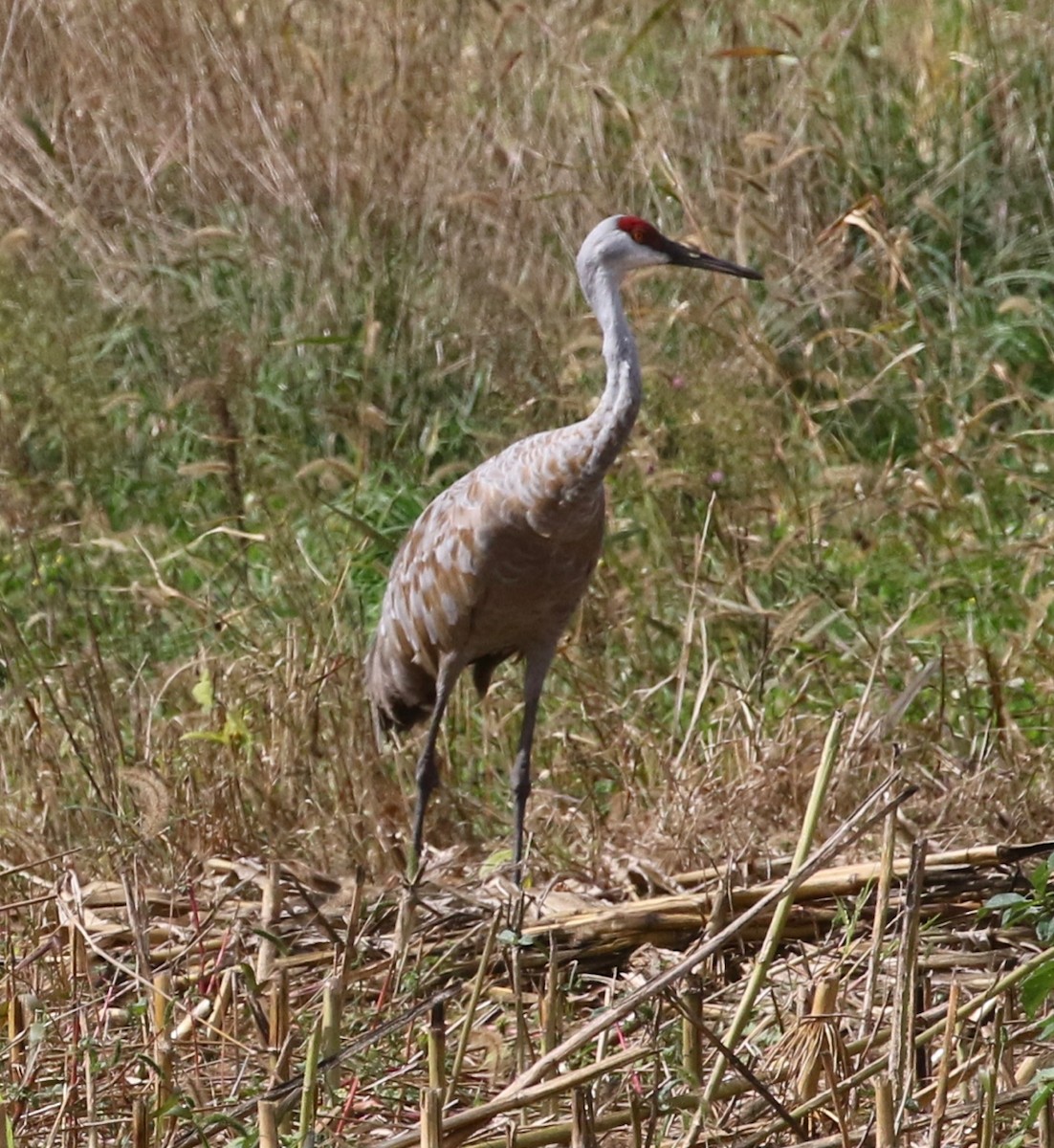 Sandhill Crane - ML377384611