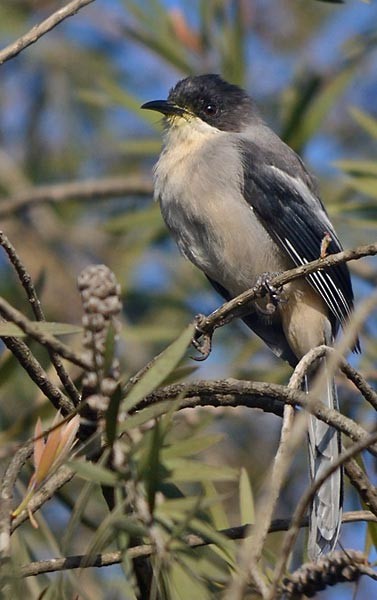 Gray Sibia - ML377384761