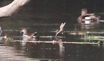 Gallinule d'Amérique - ML377385351