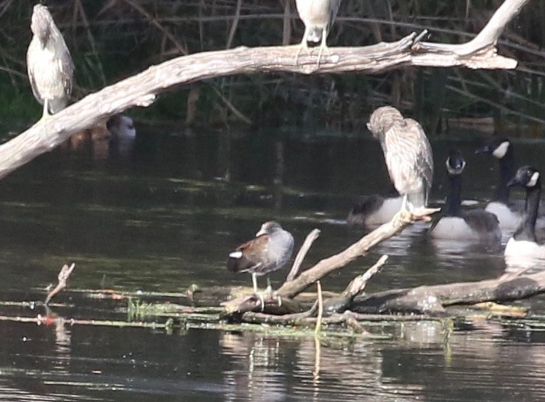 Gallinule d'Amérique - ML377385371