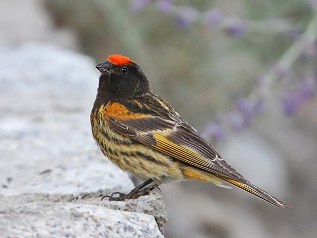 Fire-fronted Serin - ML377385401