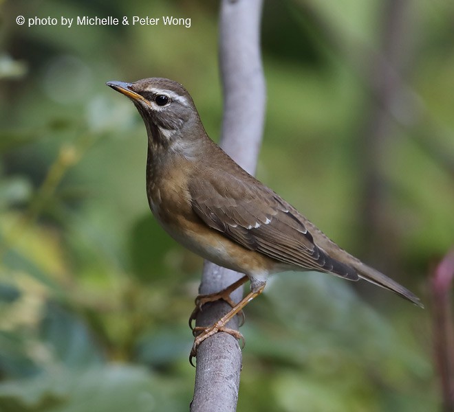 Eyebrowed Thrush - ML377385801