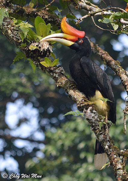 Rhinoceros Hornbill - Choy Wai Mun